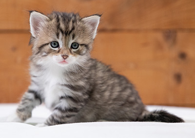 Silda - 4 weeks old