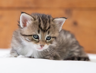 Silda - 4 weeks old