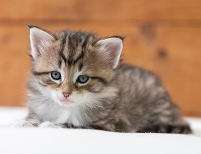Silda - 4 weeks old