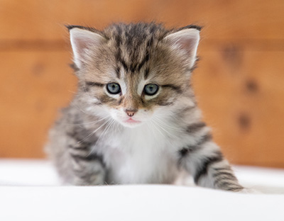 Silda - 4 weeks old