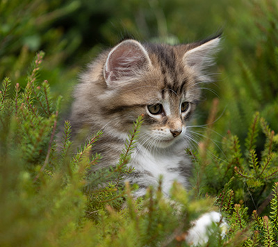 Silda - 7 weeks old