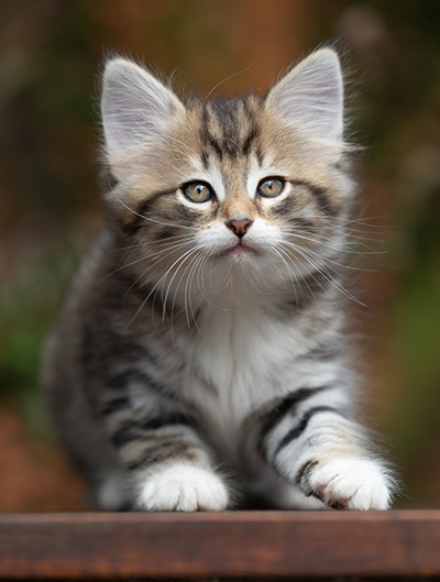 Silda - 7 weeks old