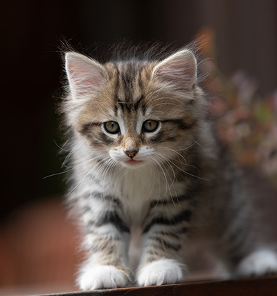 Silda - 7 weeks old