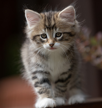 Silda - 7 weeks old