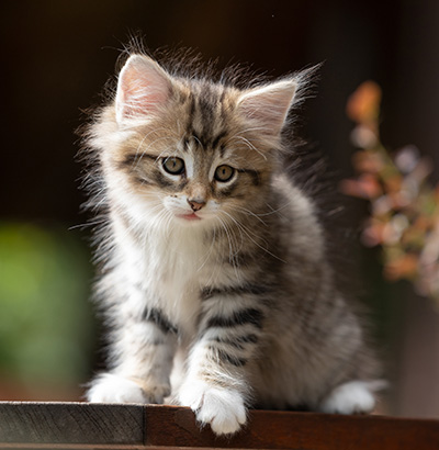 Silda - 7 weeks old