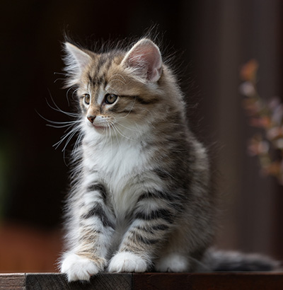 Silda - 7 weeks old