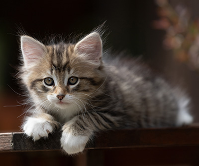 Silda - 7 weeks old