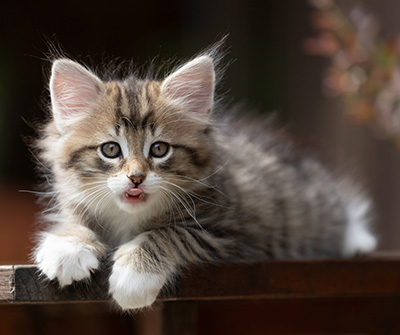 Silda - 7 weeks old