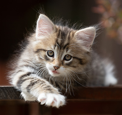 Silda - 7 weeks old