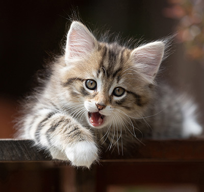 Silda - 7 weeks old