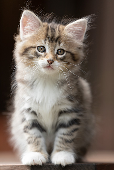 Silda - 7 weeks old