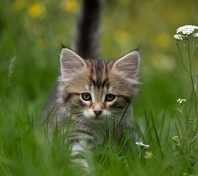 Silda - 7 weeks old