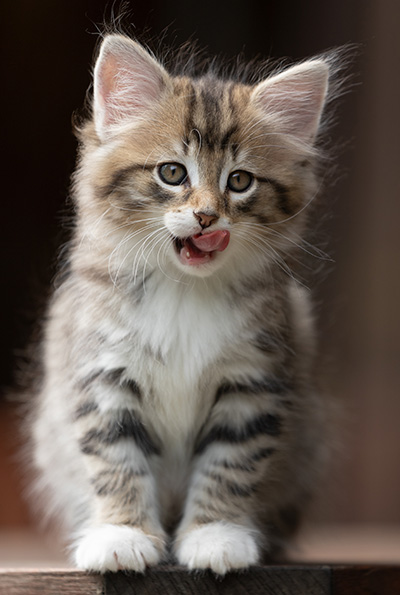 Silda - 7 weeks old