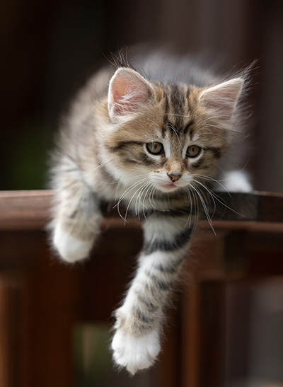 Silda - 7 weeks old