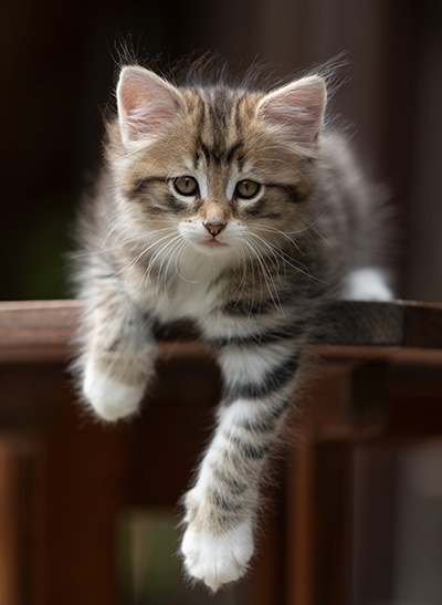 Silda - 7 weeks old