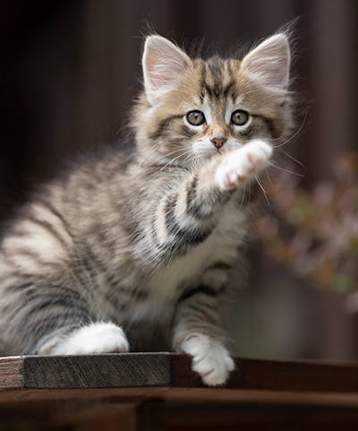 Silda - 7 weeks old