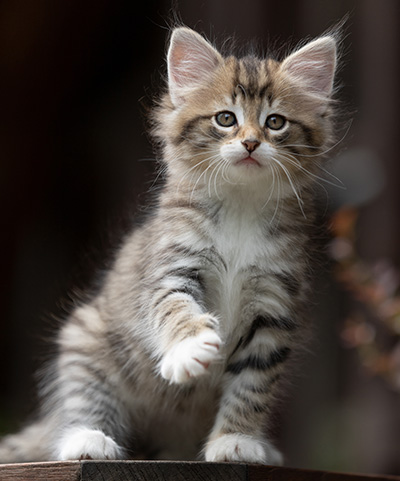 Silda - 7 weeks old