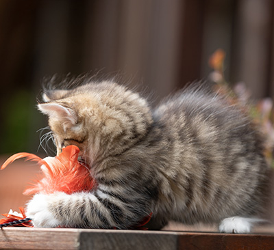 Silda - 7 weeks old