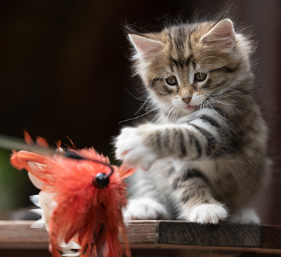 Silda - 7 weeks old