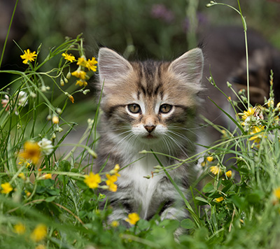 Silda - 7 weeks old