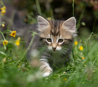 Silda - 7 weeks old