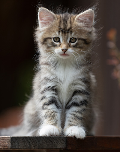 Silda - 7 weeks old