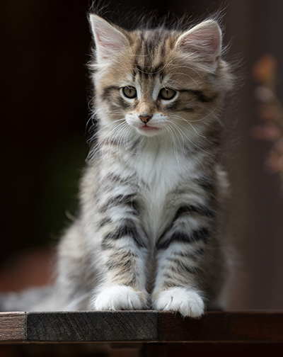Silda - 7 weeks old