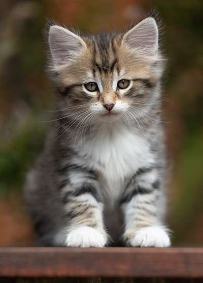 Silda - 7 weeks old