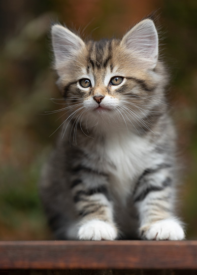 Silda - 7 weeks old