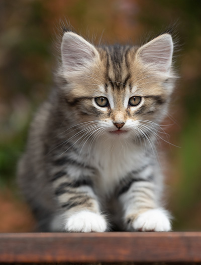 Silda - 7 weeks old