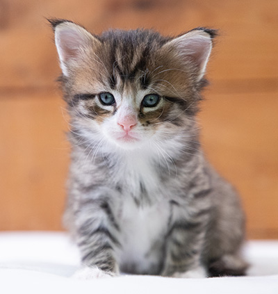 Skala - 4 weeks old