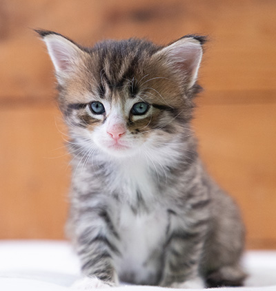 Skala - 4 weeks old
