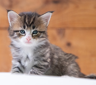 Skala - 4 weeks old