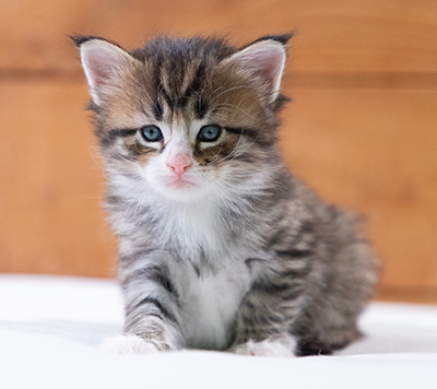 Skala - 4 weeks old
