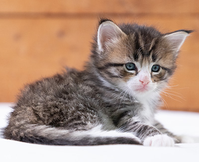 Skala - 4 weeks old