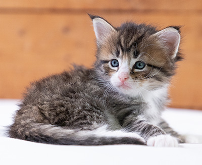 Skala - 4 weeks old