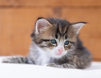 Skala - 4 weeks old