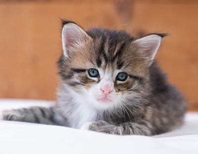 Skala - 4 weeks old