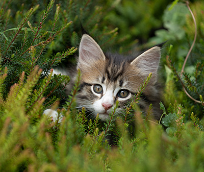 Skala - 7 weeks old