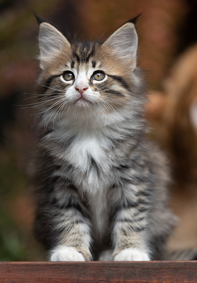 Skala - 7 weeks old