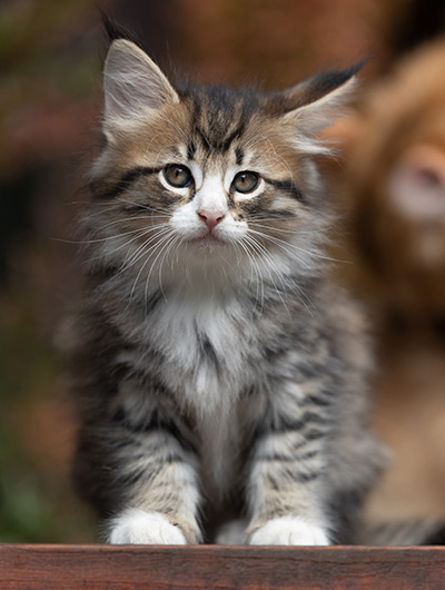 Skala - 7 weeks old