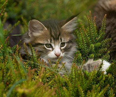 Skala - 7 weeks old