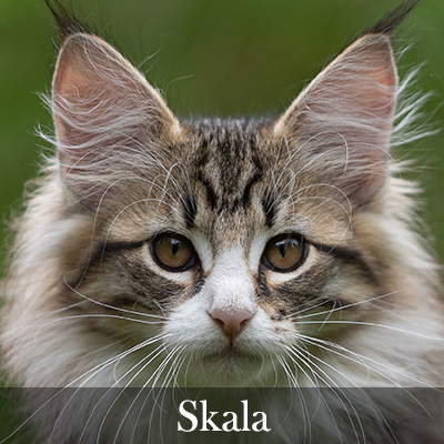 Skala