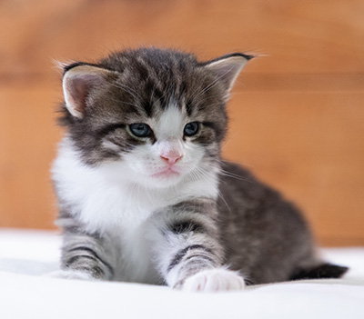Svolvaer - 4 weeks old