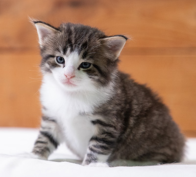 Svolvaer - 4 weeks old
