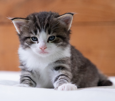 Svolvaer - 4 weeks old
