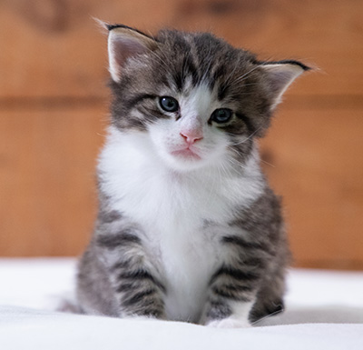 Svolvaer - 4 weeks old