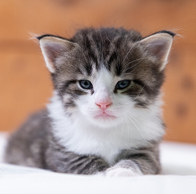 Svolvaer - 4 weeks old