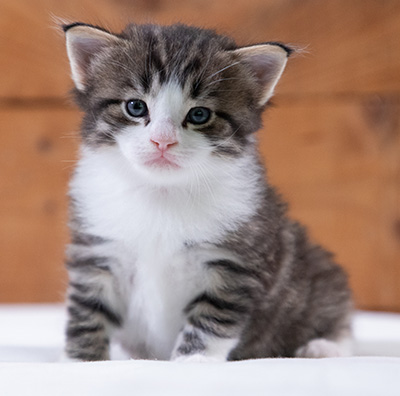 Svolvaer - 4 weeks old