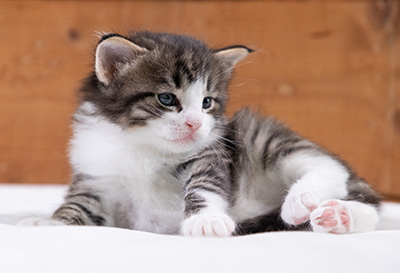 Svolvaer - 4 weeks old